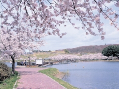 平筒沼ふれあい公園桜まつりの画像
