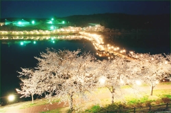 Byodonuma Fureai Park Cherry Blossom Festival
