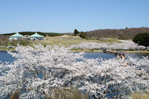 【米山町エリア】平筒沼ふれあい公園
