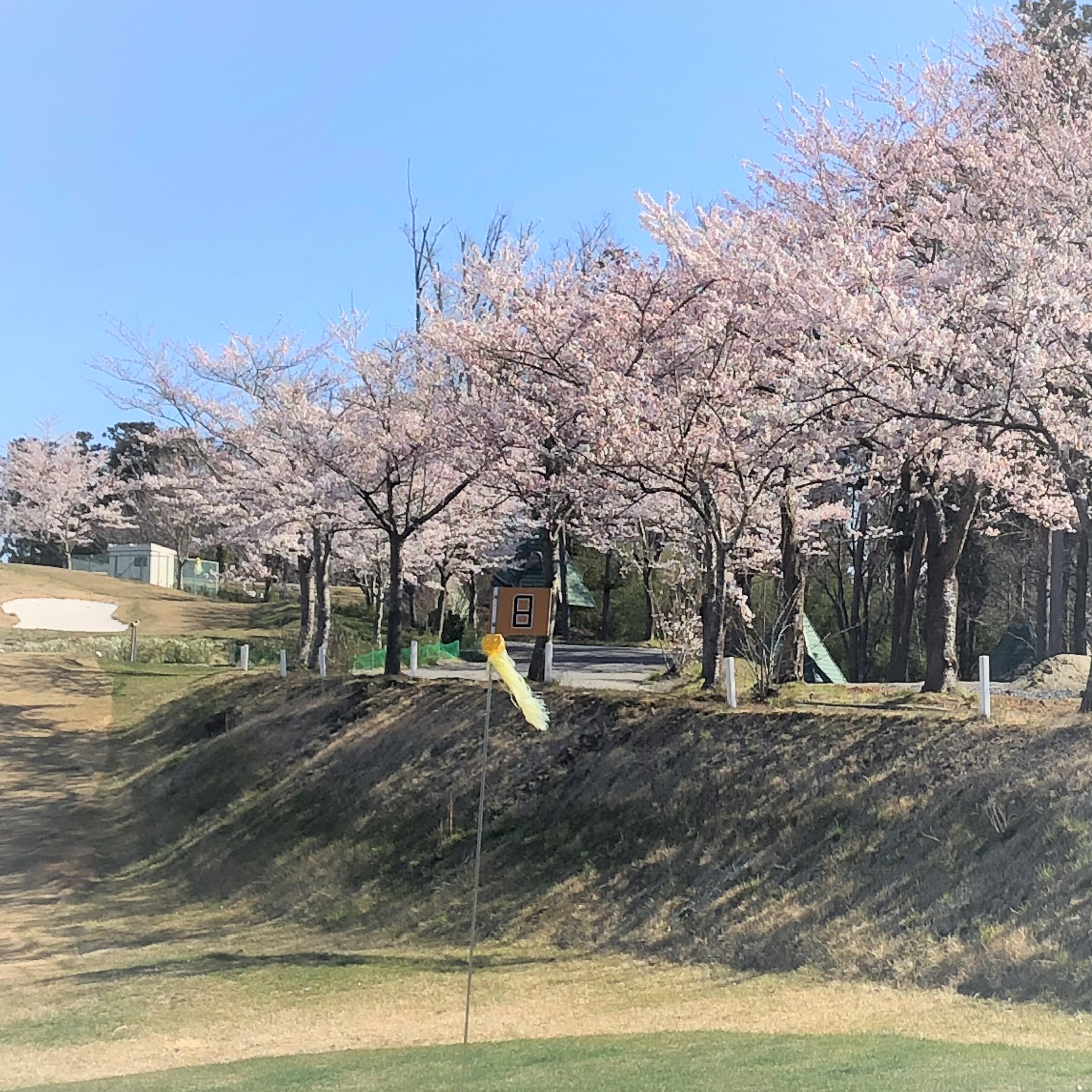 高森パークゴルフ場桜2