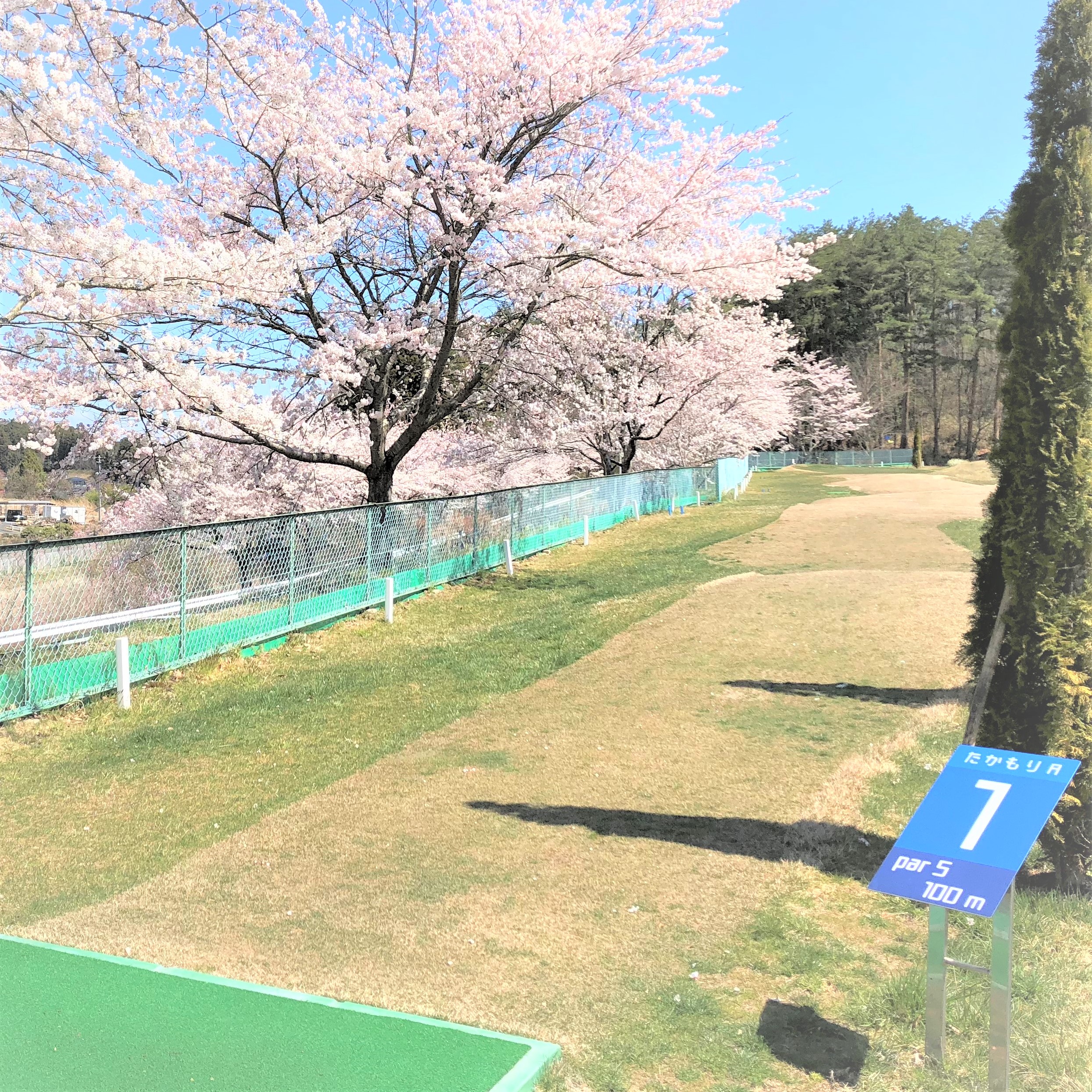 takamori-park-sakura