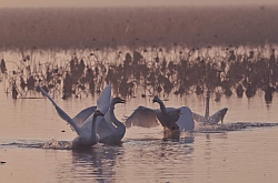 Swans begin to fly into Izunuma and Uchinuma from Siberia at the end of November
