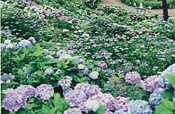 Hydrangea Viewing Festival 