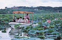 Naganuma, Izunuma, Uchinuma Lotus Flower Festival