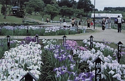 Hanashobu Matsuri (Japanese irises festival)
