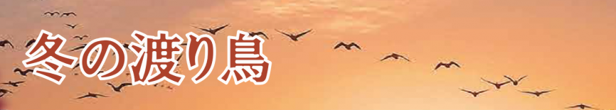 渡り鳥