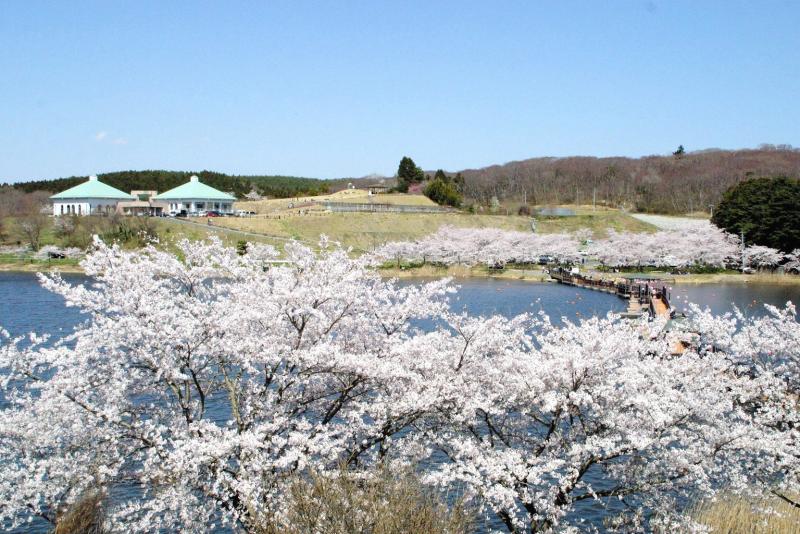 平筒沼ふれあい公園桜まつり
