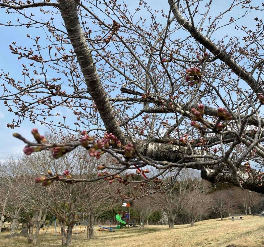 byoudounuma_sakura7