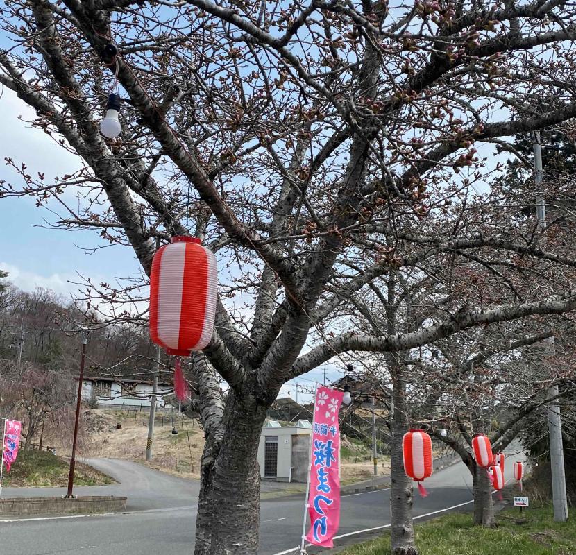 byoudounuma_sakura8