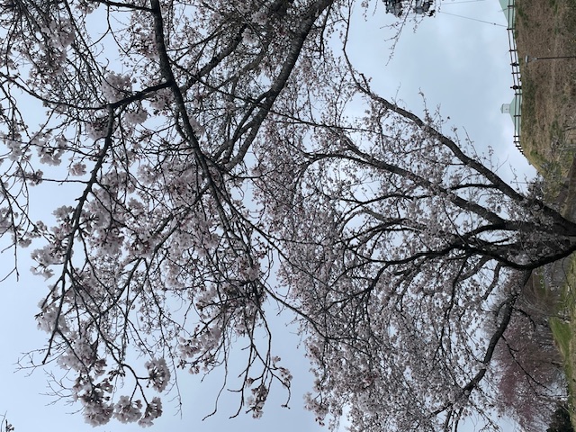 byoudounuma_sakura_04131