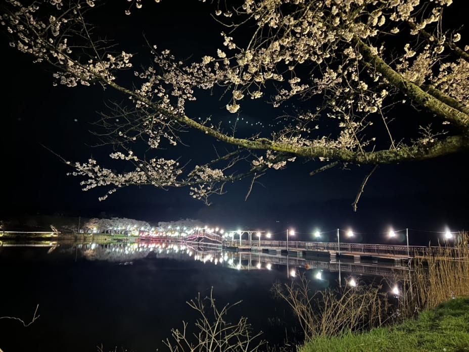 byoudounuma_sakura_04152