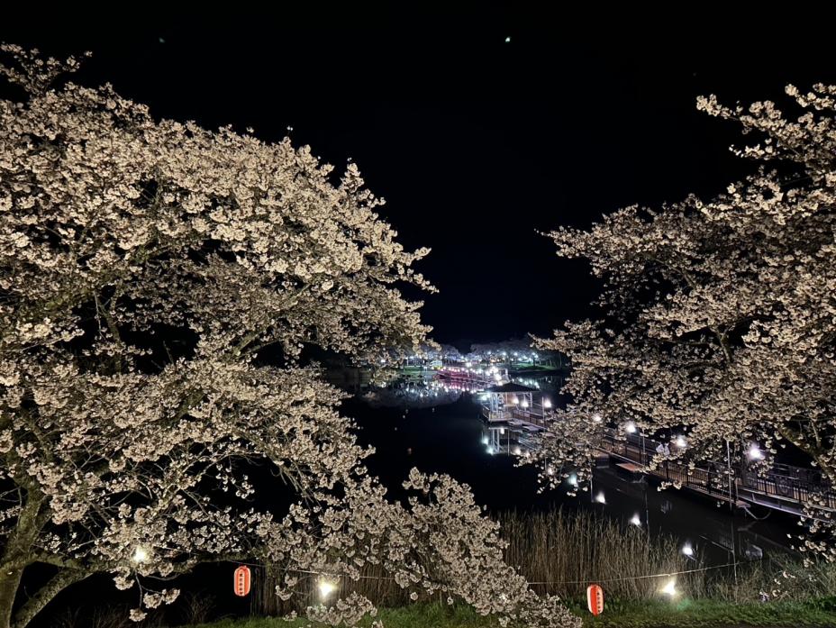 byoudounuma_sakura_04153