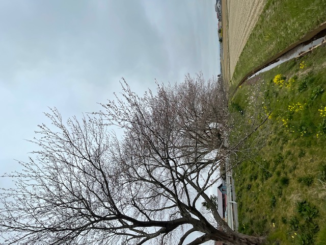 minamikata_sakura_04132