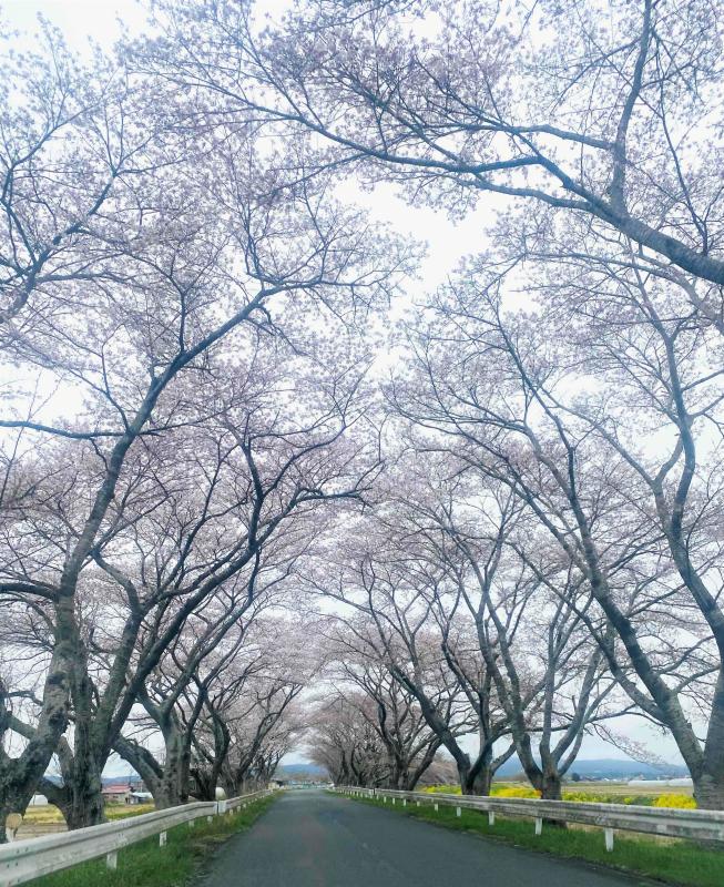 minamikata_sakura_04133