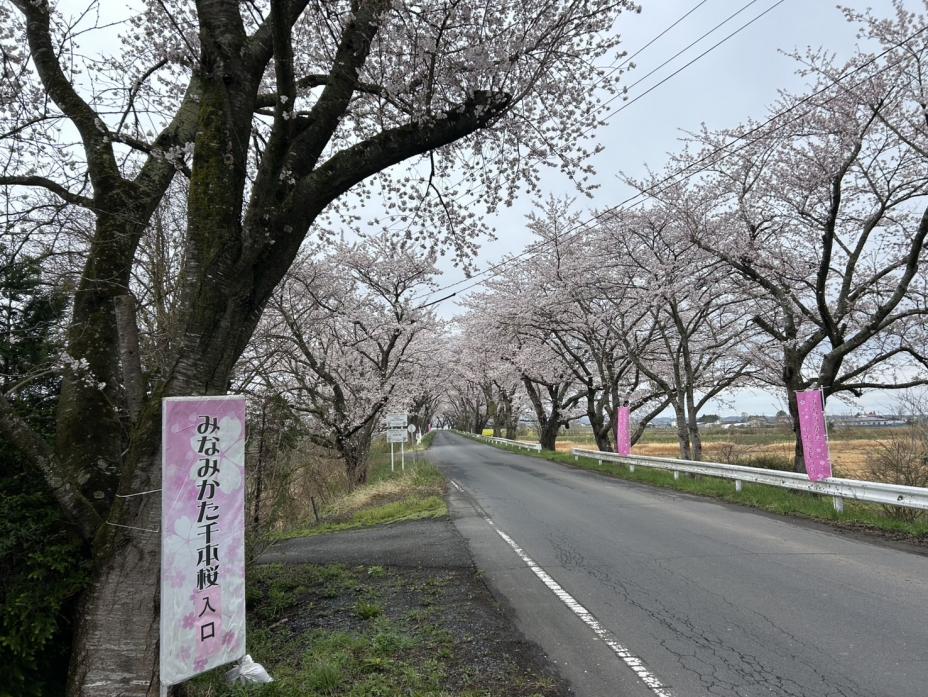 minamikata_sakura_04151