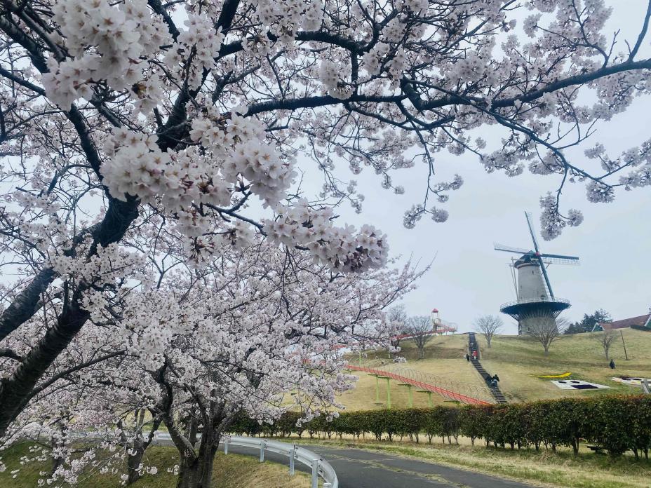 naganuma_sakura_04131