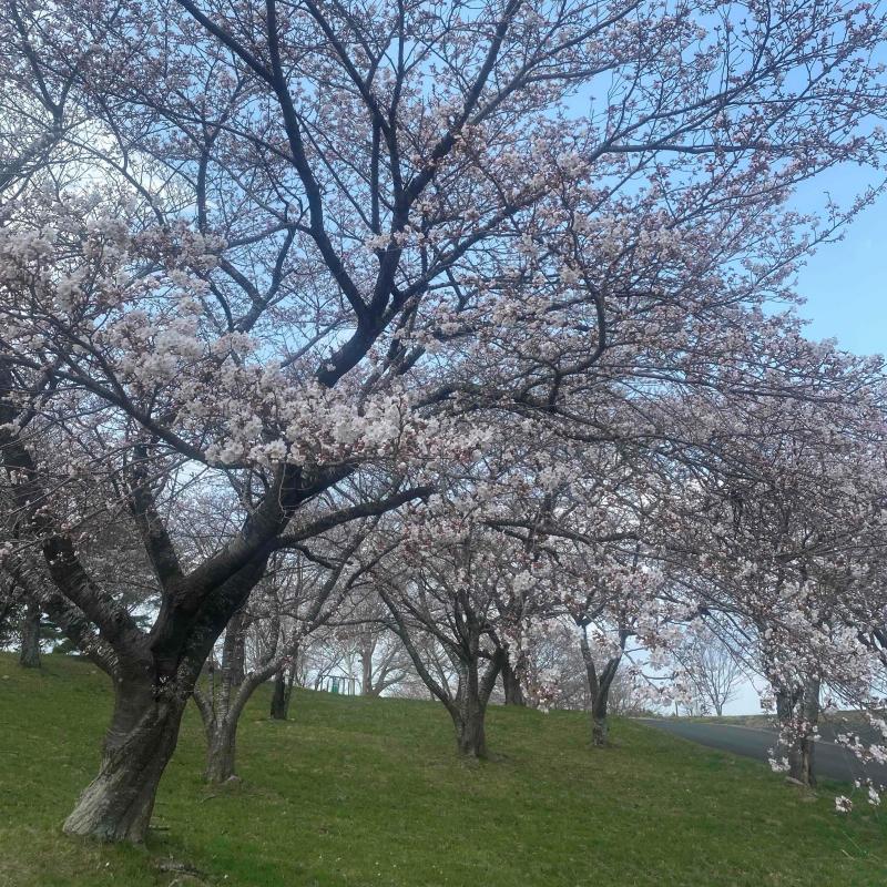 naganuma_sakura_r72