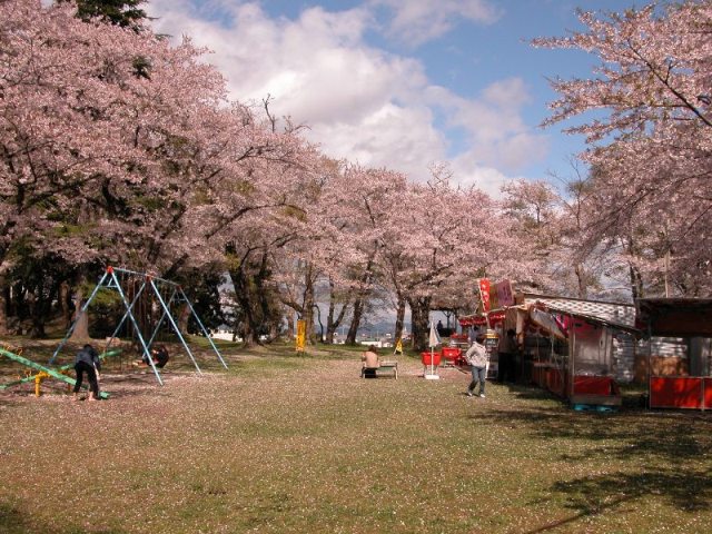 佐沼桜まつりの写真
