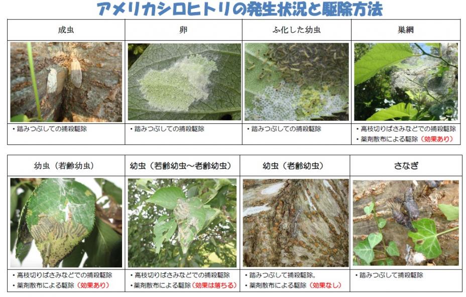 R7アメリカシロヒトリ発生状況駆除方法
