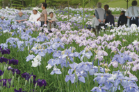 みなみかた花菖蒲の郷公園