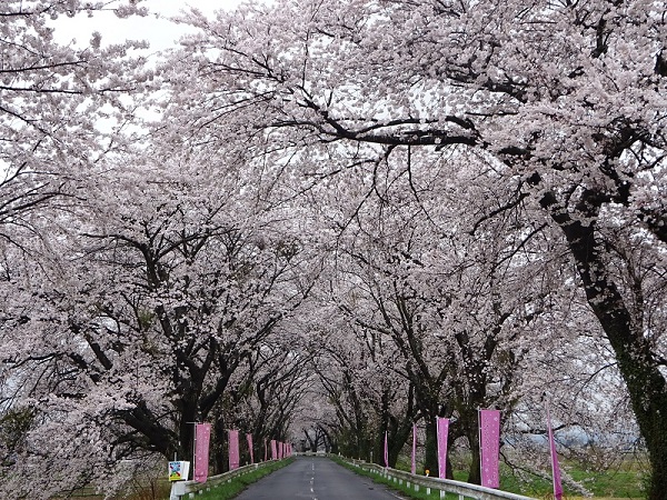 sakura