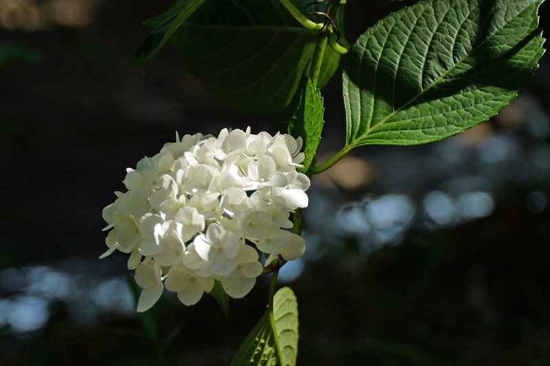 Sharaku