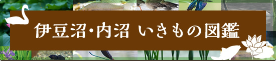 伊豆沼・内沼いきもの図鑑