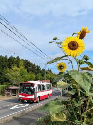 石越保育所前バス停と向日葵