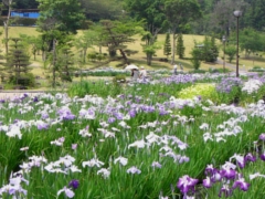 花菖蒲の郷公園の画像