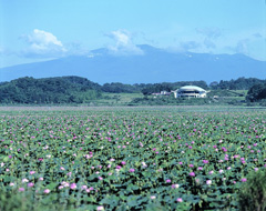 伊豆沼・内沼の画像