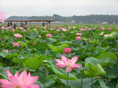 長沼の画像