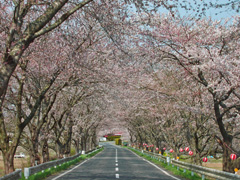 みなみかた千本桜の画像