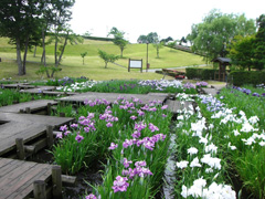 みなみかた花菖蒲の郷公園の画像